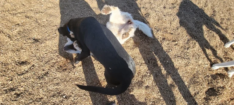 MCDOG Park