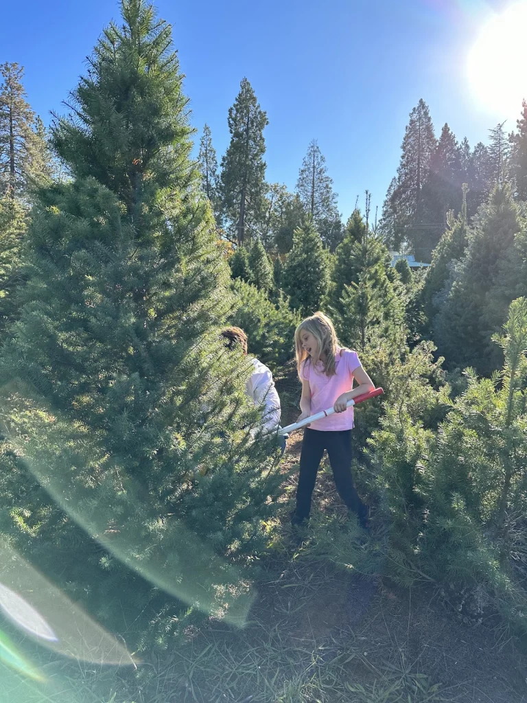 McGee Christmas Tree Farm