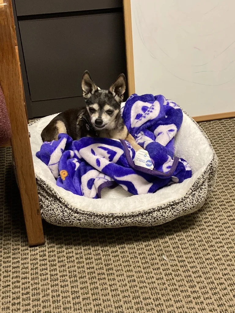 Meade Canine Rescue Foundation, Creston