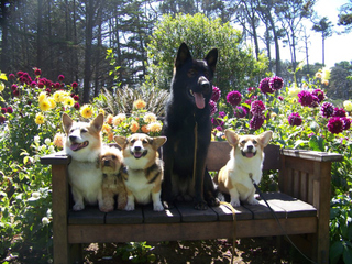 Dogs on a bench at Mendocino Coast Botanical Gardens