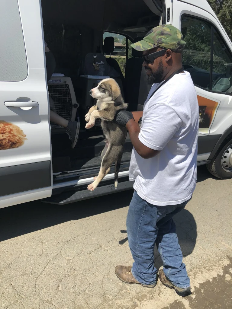 Mendocino County Animal Services, a dog-friendly animal rescue in Ukiah, California