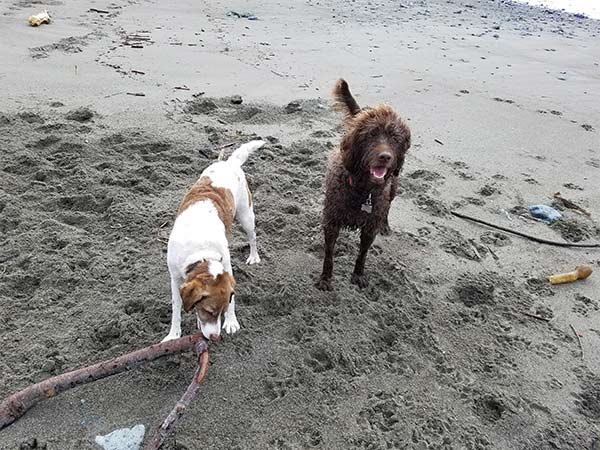 Dogs on the beach in Mendocino County