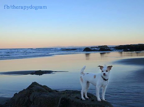 Dog on beach in mendocino