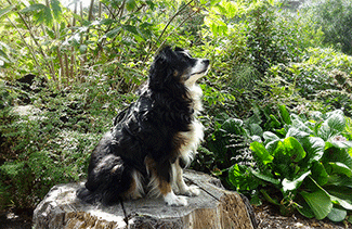Dog in the woods of Mendocino