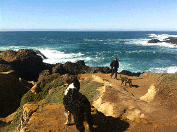 Dogs on the beach in Mendocino