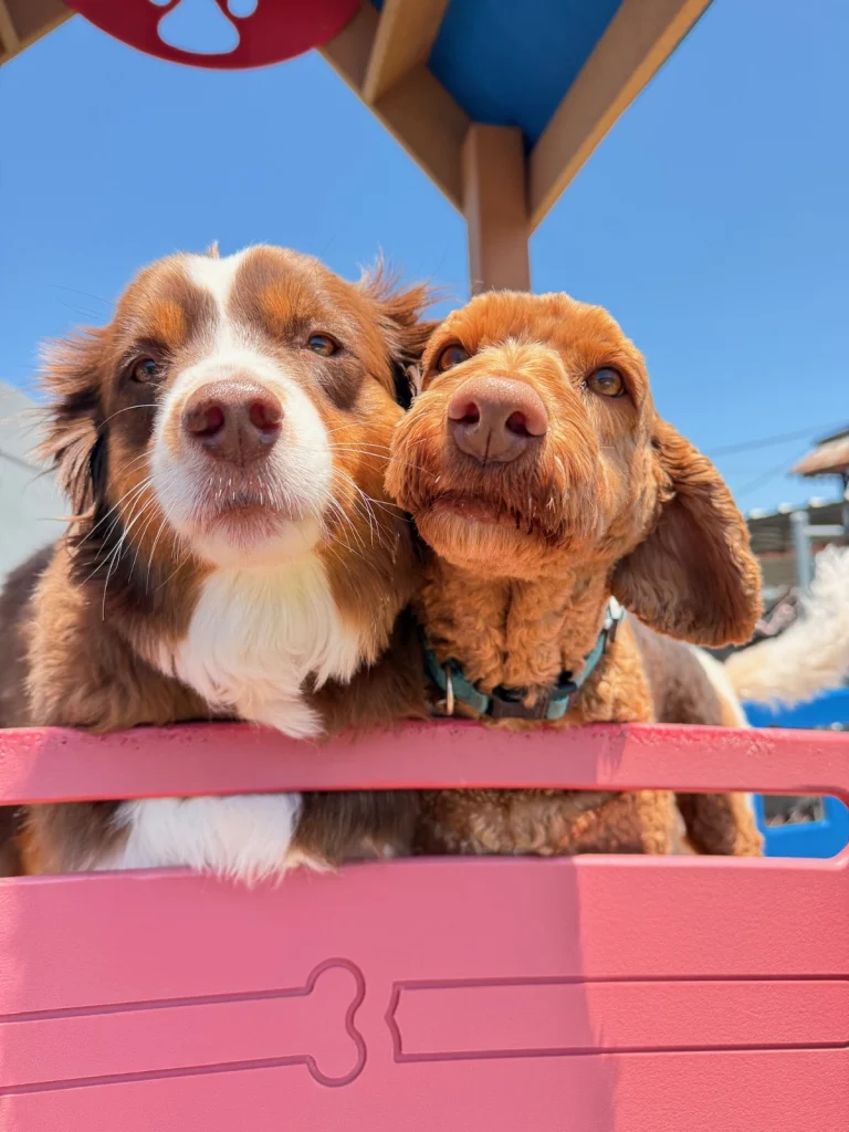 Metrodog, a dog-friendly pet boarding facility in Richmond, California