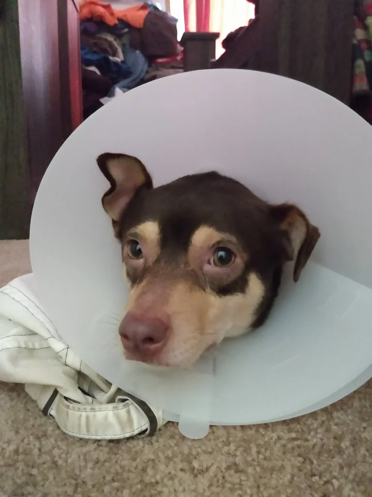 Midtown Animal Hospital