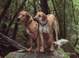 Dogs at uvas canyon