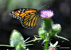 Butterfly on a Milk Thistle