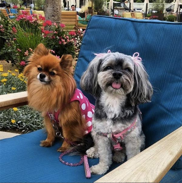 Dogs enjoying Miramonte Resort & Spa