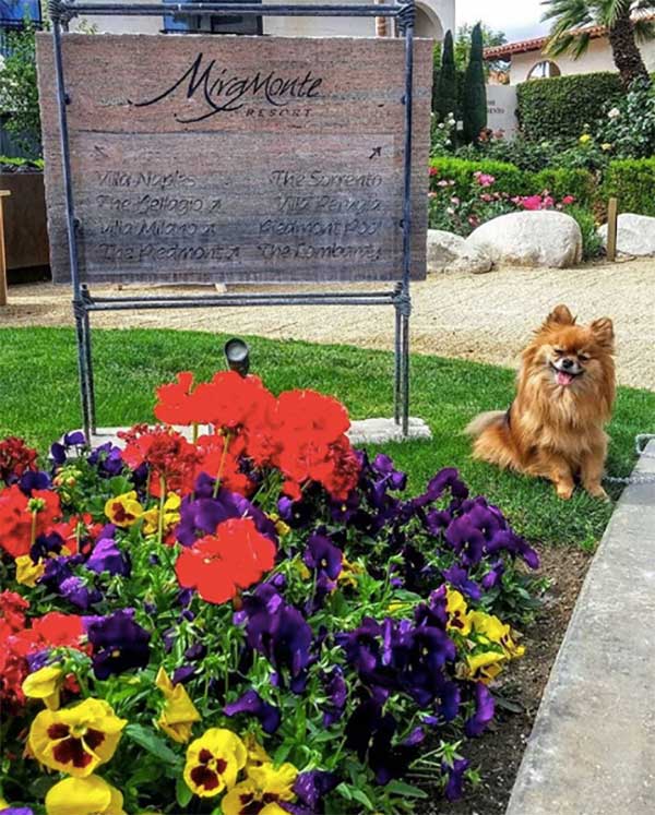 Miramonte Resort & Spa dog