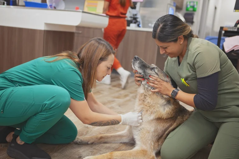 Mission Veterinary Clinic Google Places photo