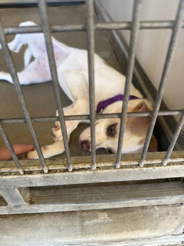 Mission Viejo Animal Services