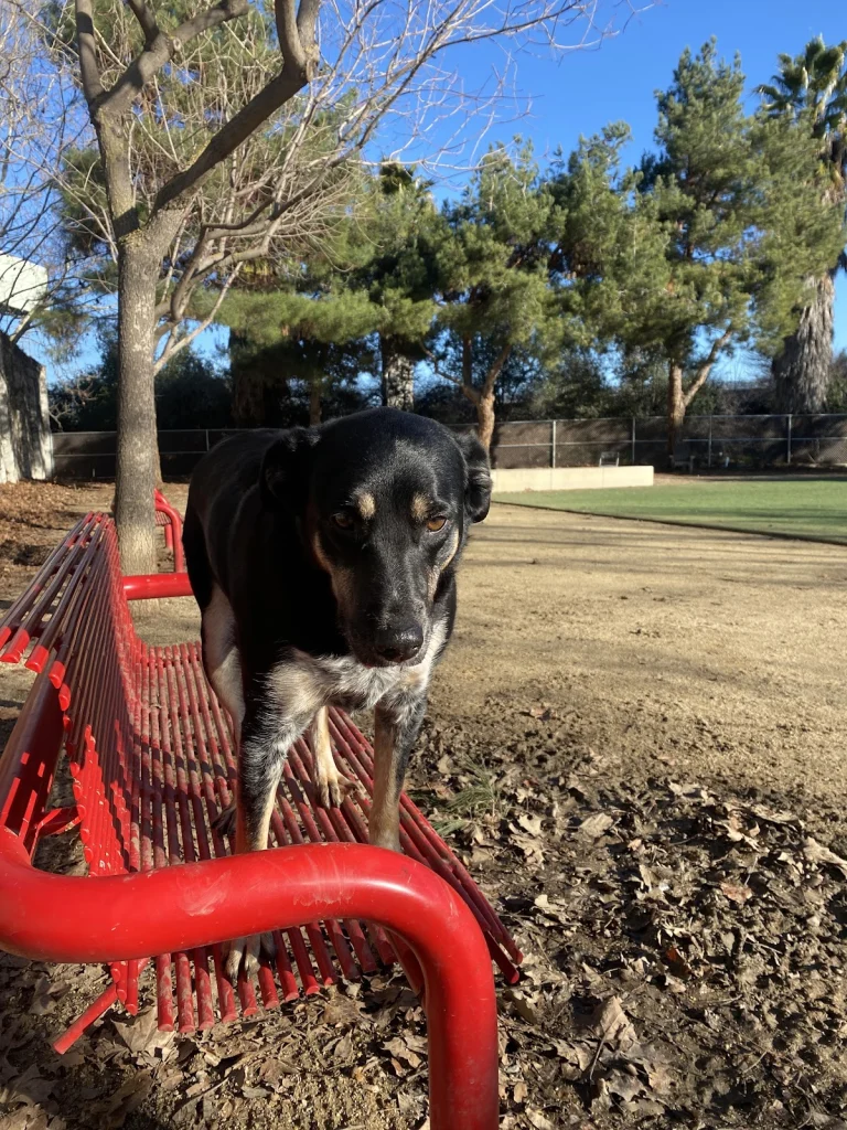 Miyuki Dog Park