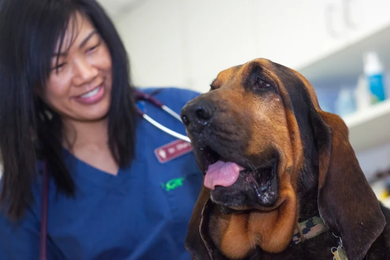 Monterey Animal Hospital, a dog-friendly veterinary clinic in Monterey, California
