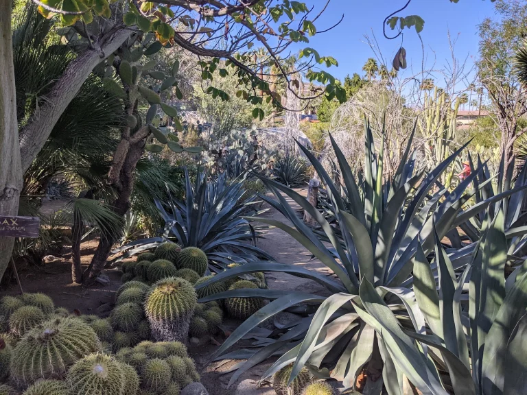 Moorten Botanical Garden