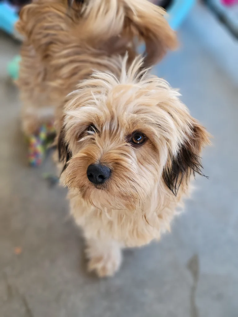 Morongo Basin Humane Society