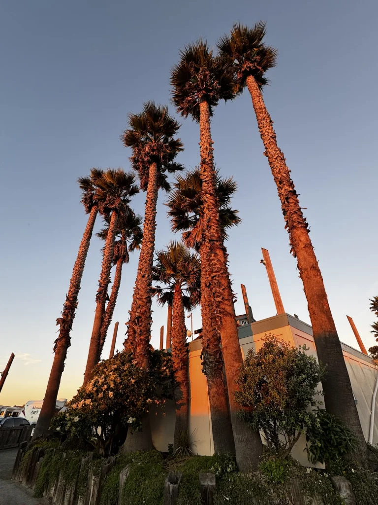 Morro Dunes RV Park, a dog-friendly campground in Morro Bay, California