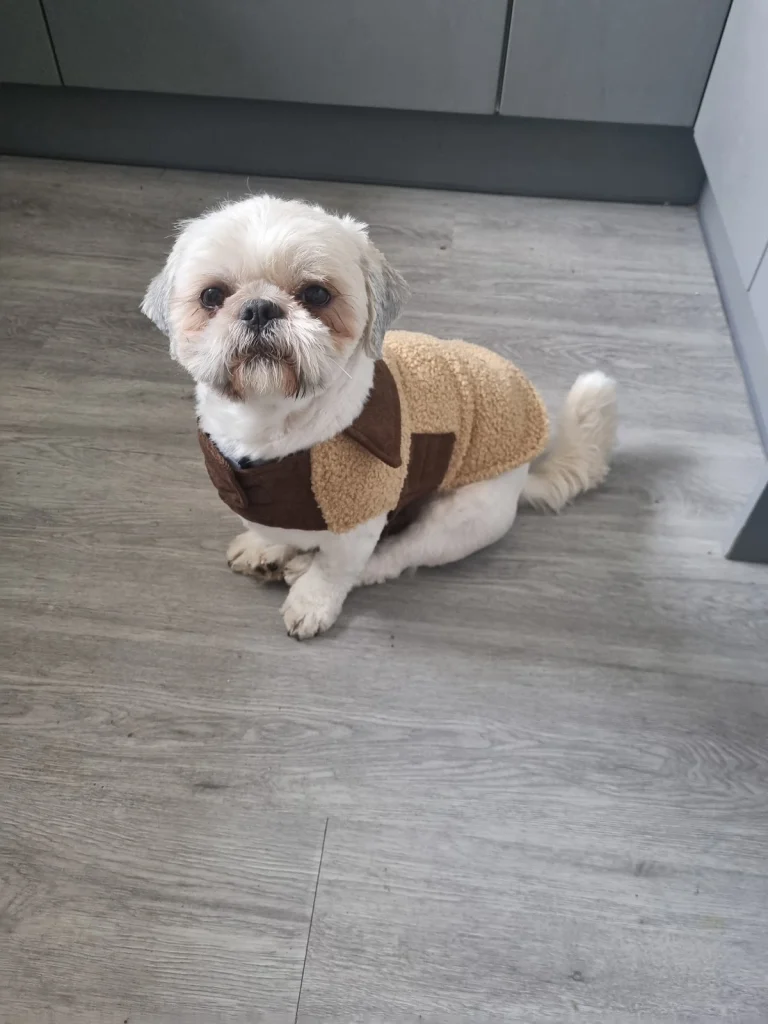 Moulin Pooch, a dog-friendly local service in San Francisco, California