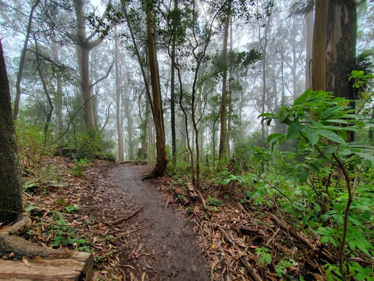 Mount Sutro Open Space Reserve Google Places photo