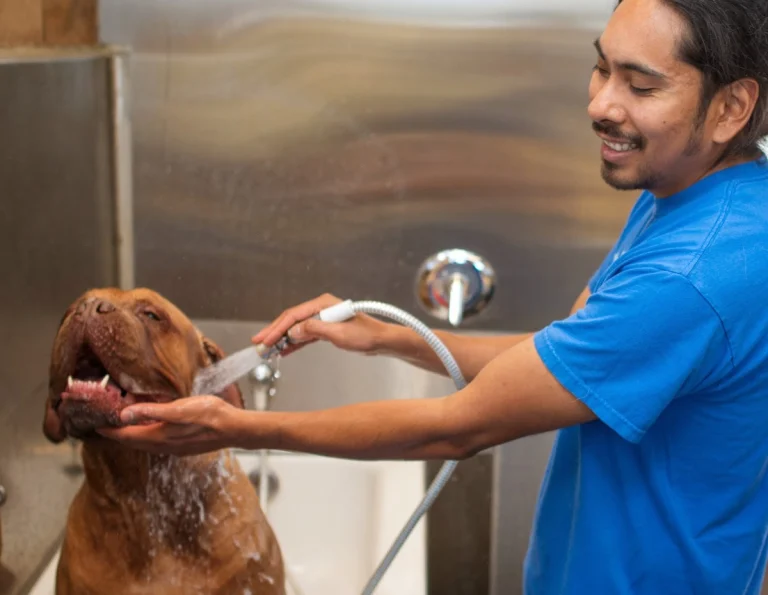 MudPuppy's Tub & Scrub, Richmond