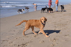 Dog on beach in Huntington Beach