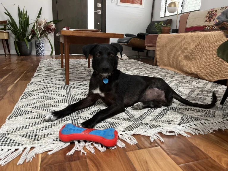 Mutt Scouts Google Places photo
