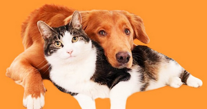 dog and cat for adoption