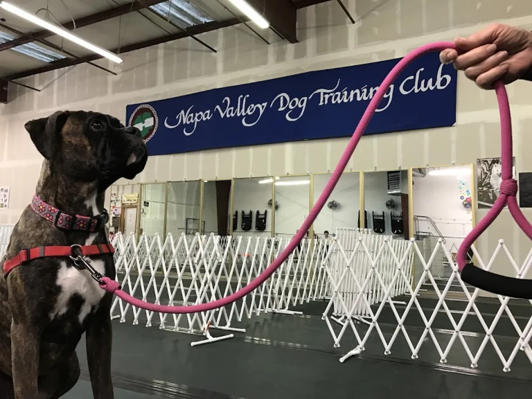 Napa Valley Dog Training Club, Napa