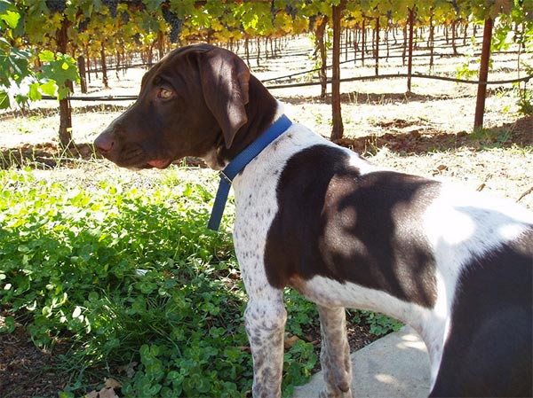 Dog exploring the vineyard