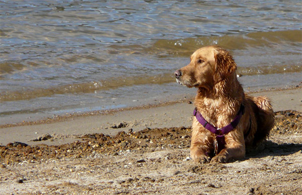 Dog enjoying the beach