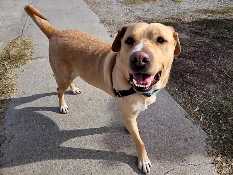Newport Beach Animal Control