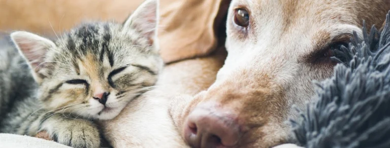 Newport Center Animal Hospital, a dog-friendly veterinary clinic in Newport Beach, California