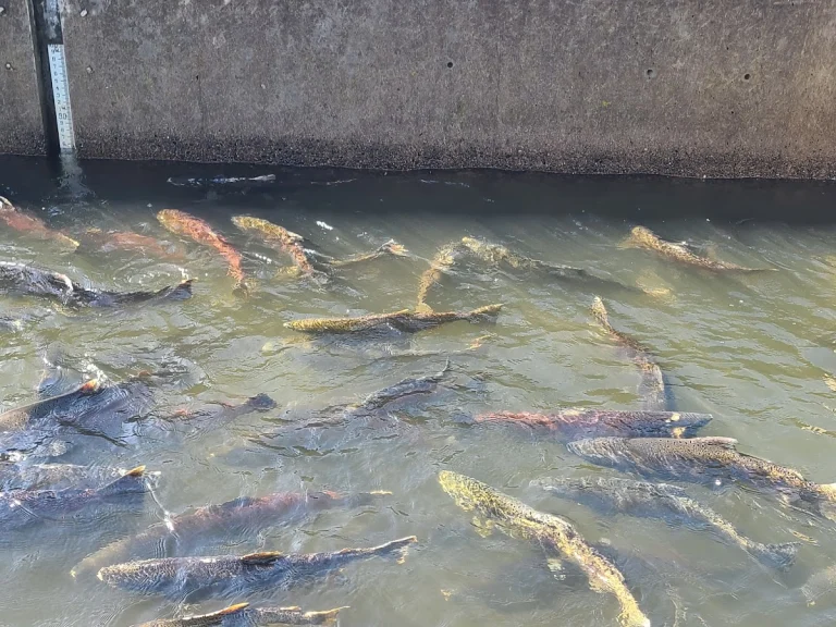 Nimbus Fish Hatchery, Rancho Cordova