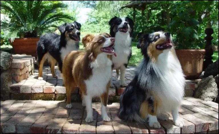 NorCal Aussie Rescue, Inc.