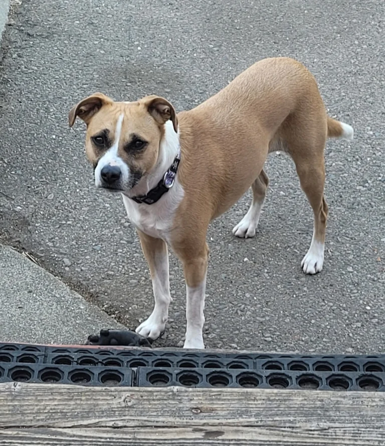 North Bay Canine Rescue, a dog-friendly restaurant in Petaluma, California