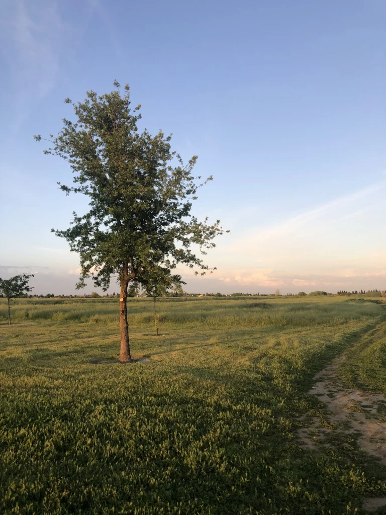 North Natomas dog park, a dog-friendly dog park in Sacramento, California
