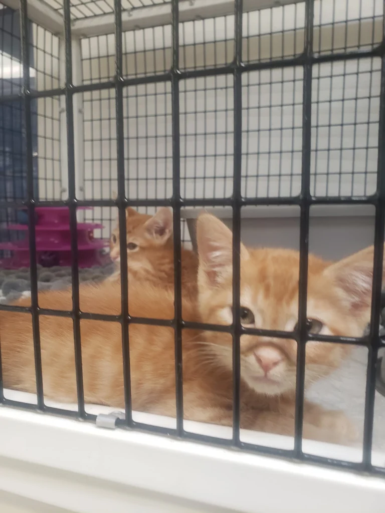 Northwest SPCA, Oroville