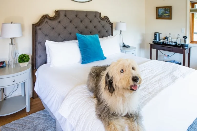 Dog-friendly California destination, photo courtesy of Noyo Harbor Inn
