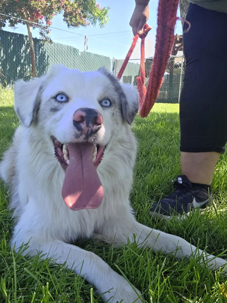 Oakdale Shelter Pet Alliance, a dog-friendly animal rescue in Oakdale, California