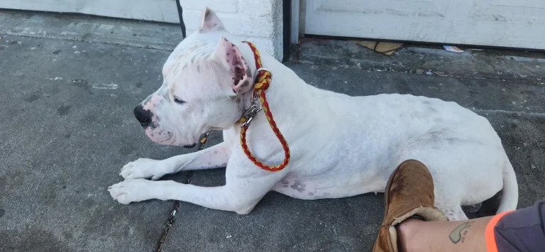 Oakland Animal Services Google Places photo