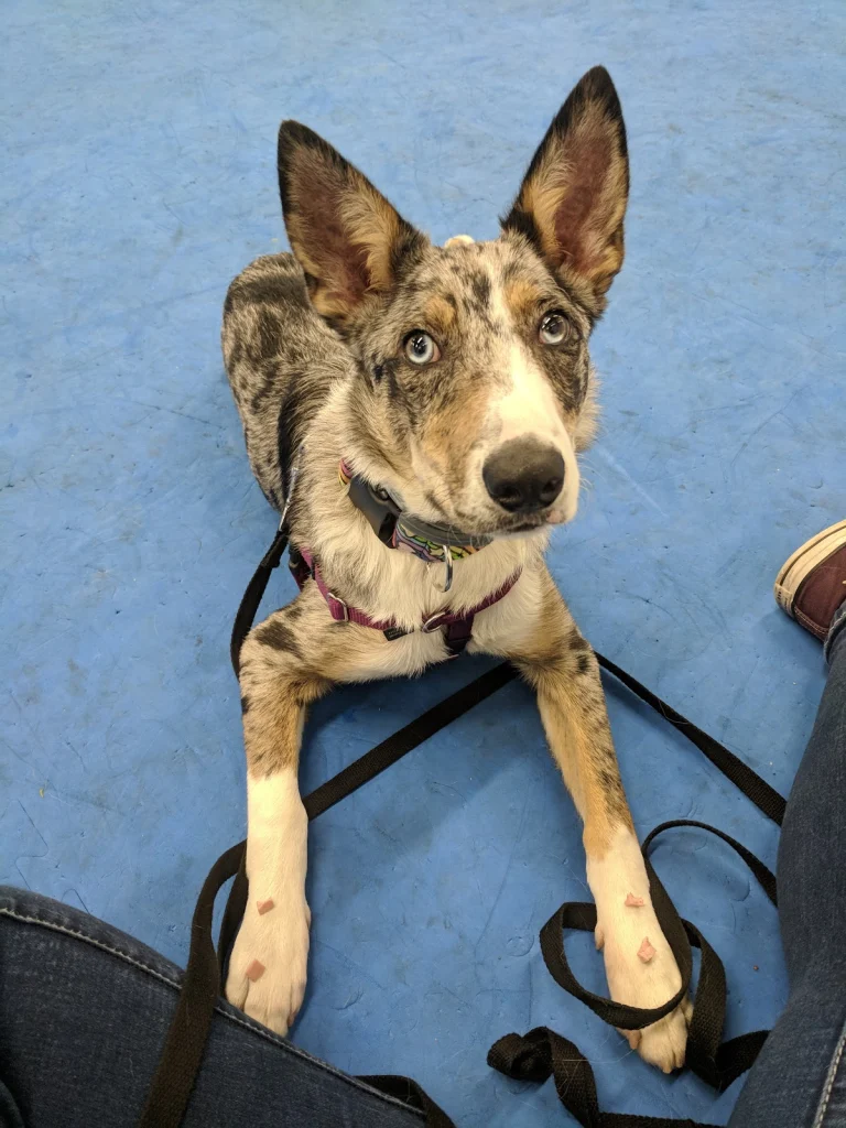 Oakland Dog Training Club