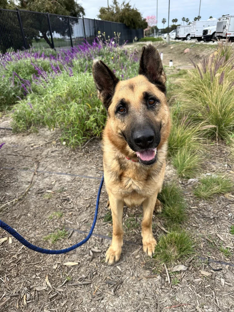 OC Animal Care, a dog-friendly animal rescue in Tustin, California