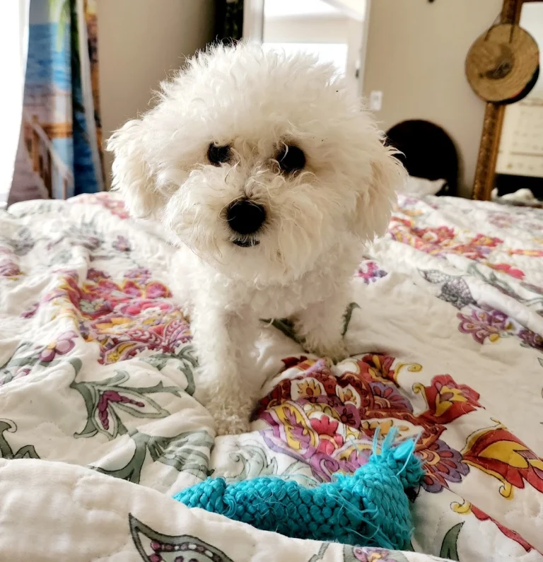 OC Grooming & Pet Spa, a dog-friendly dog grooming salon in Dana Point, California