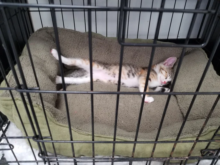 OC Grooming & Pet Spa Google Places photo