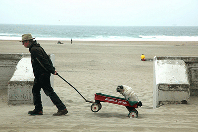 Dog on Ocean Beach