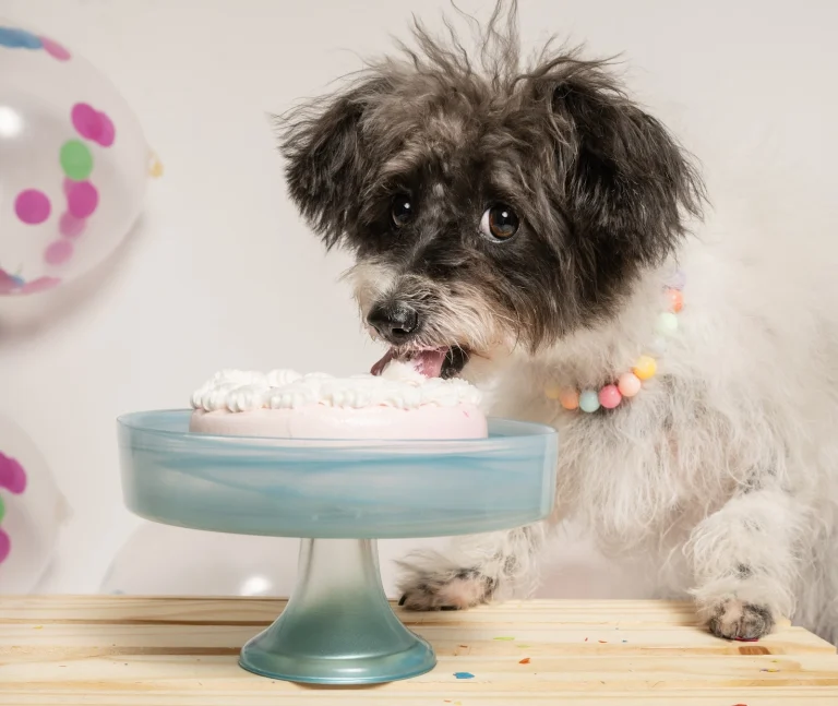 Oh My Dog! Photography — Photo: Tabitha Pospic via Google Maps