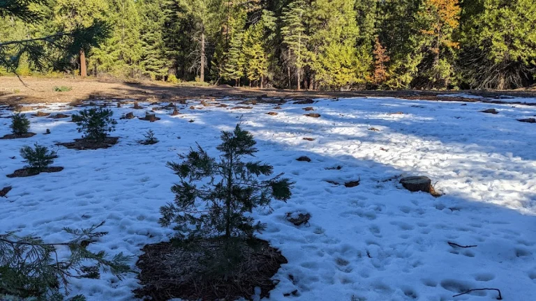 Omo Ranch Tree Farm, a dog-friendly attraction in Somerset, California