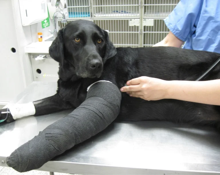 Orange County Emergency Pet, a dog-friendly veterinary clinic in Garden Grove, California