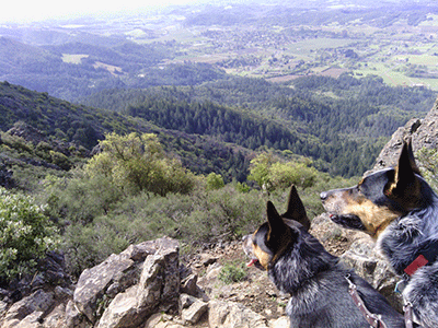 Dogs overlooking Sonoma County